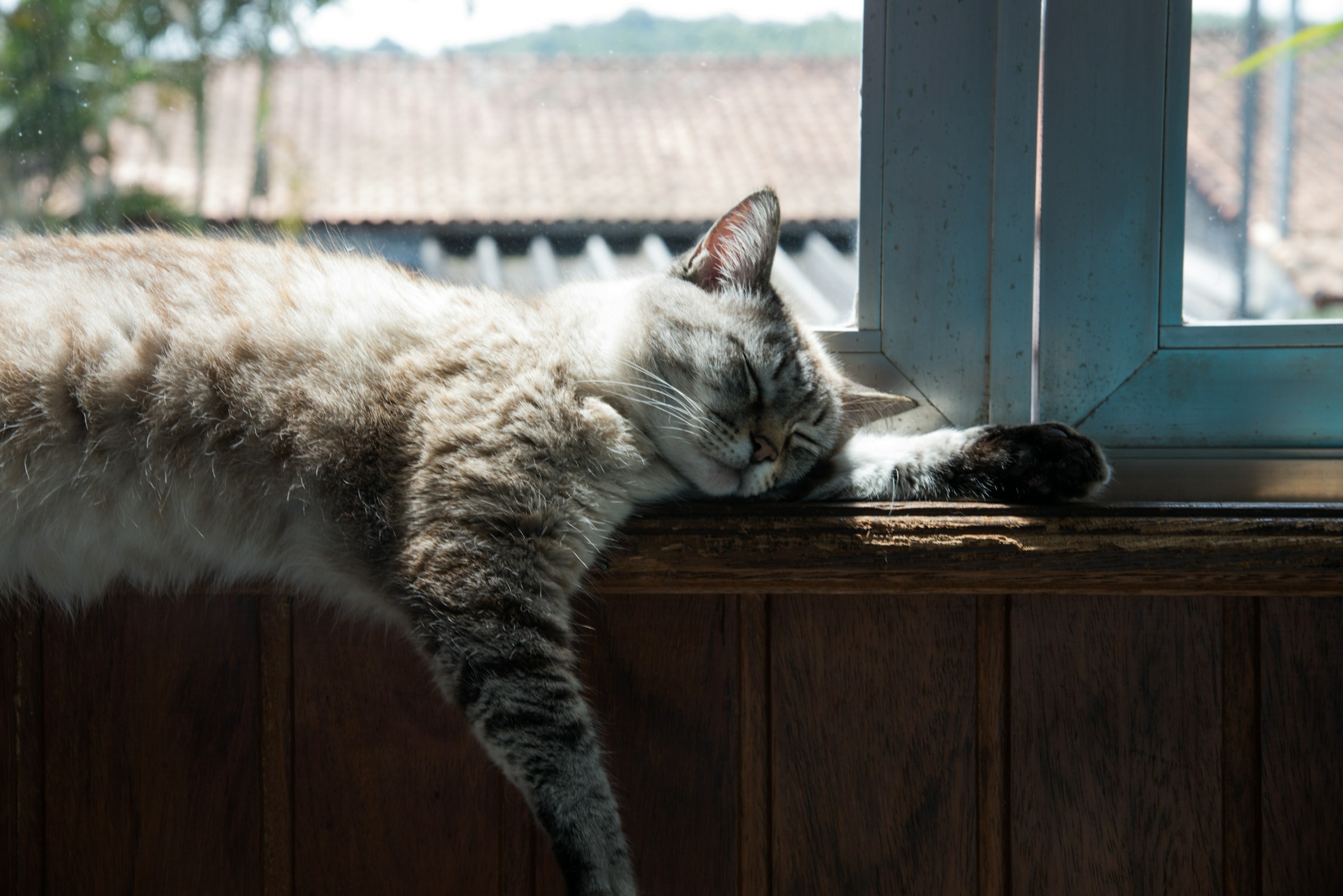 Cat sleeping by the window